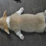 メラニーの画像
