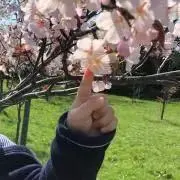 ちょこの画像