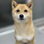 ラガーズの画像