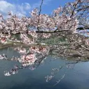 そーパパの画像