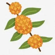 キンモクセイの画像