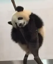 もんふぁの画像