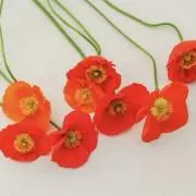 kinotree♡即購入大歓迎♡の画像