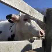 ちみるの画像