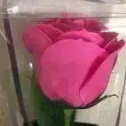 かのんの画像