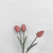tulipの画像