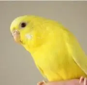 ココ