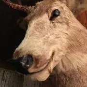 Shoumuleの画像
