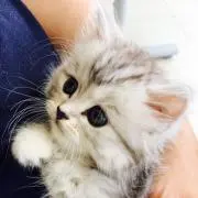 あーちんの画像