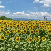 りりの画像