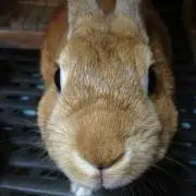 楓たろー