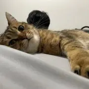ぷりん