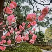 Candyの画像