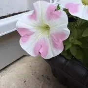 むーの画像
