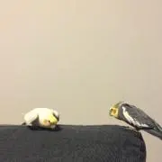Seikaの画像