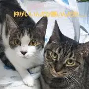 ＹＴの画像