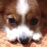 aki