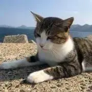 しまつり　土日も出荷します。の画像