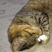 Image of エヴァ