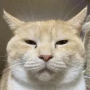 ぴっぴの画像