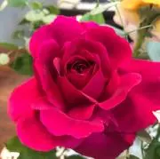 Sakuraの画像