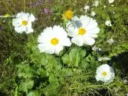 fleurの画像