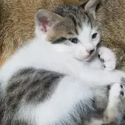 Bell