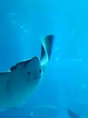 りおな◀の画像
