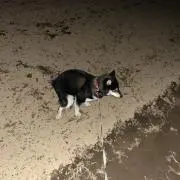 ちーずの画像