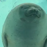 うら
