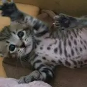 ゴン