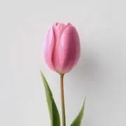 みえの画像