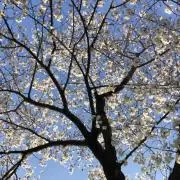 ゆの画像