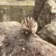 はるの画像