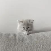 moonの画像