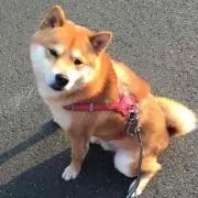 嵐丸
