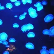真鯛の画像