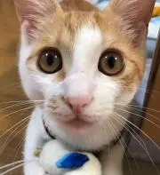 める
