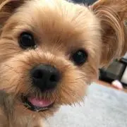 モモ