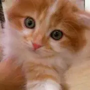 れいれい