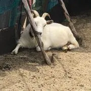 たま