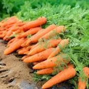 NIISHIN FARMの画像
