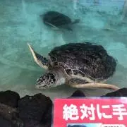 ケン