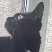 るるの画像
