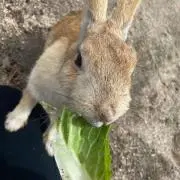 ようてゃ！の画像
