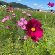 masaの画像