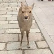 ウメの画像