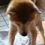 まる☆の画像