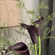Nanakoの画像