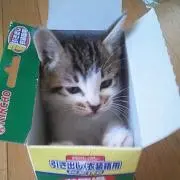りすの画像
